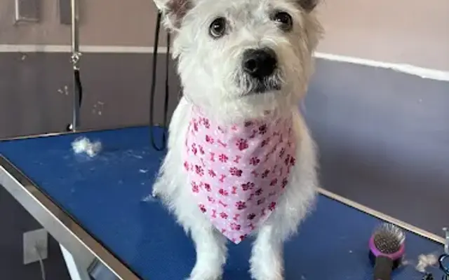 Doggie Style Grooming in Chula Vista, CA