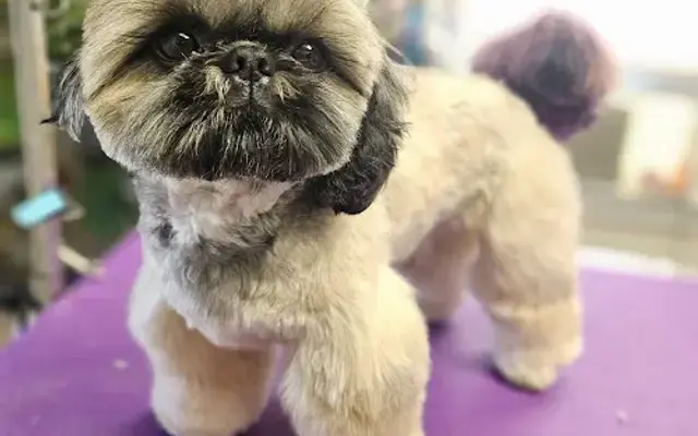 Royal Pawlor Grooming LLC in Nashua, NH