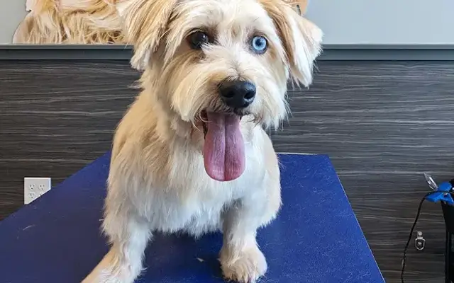 Little Critters Pet Grooming in Grand Rapids, MI