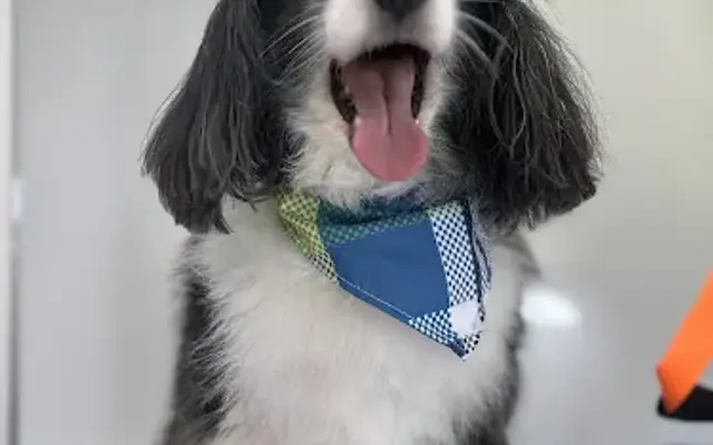 Wag N Wheels - Mobile Pet Grooming in Warriors Mark, PA