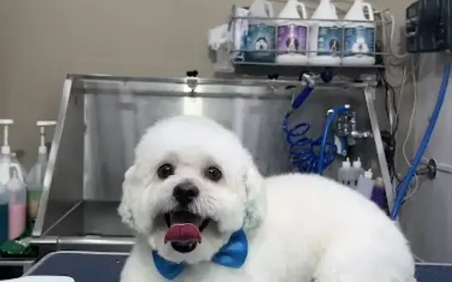 Canines Grooming Corp. in Laurel, NY
