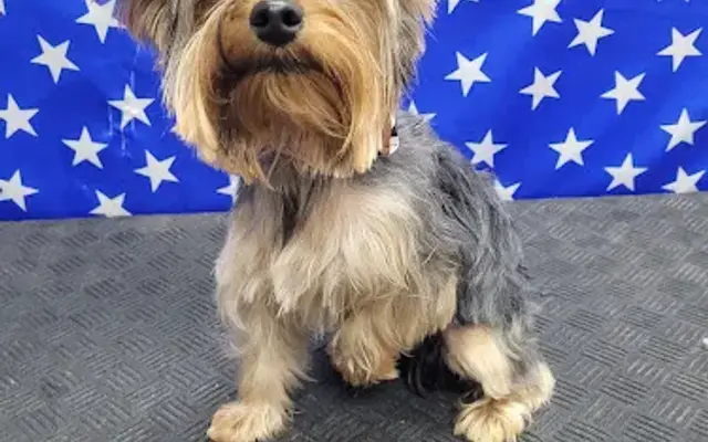 PET GROOMING STOP in Donna, TX