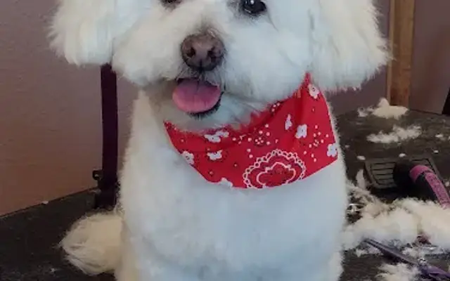 Lather & Love Grooming in White City, OR