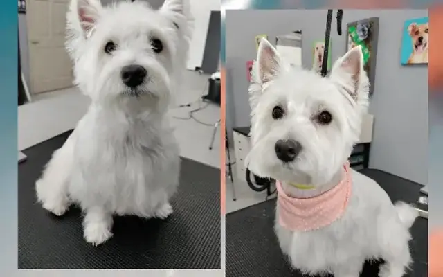 Cat & Dog by Pawdini Grooming Spot in St Cloud, FL