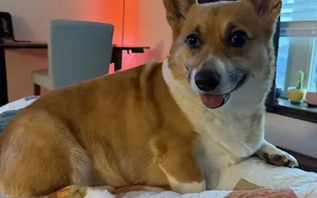 North Star Animal Center in San Antonio, TX