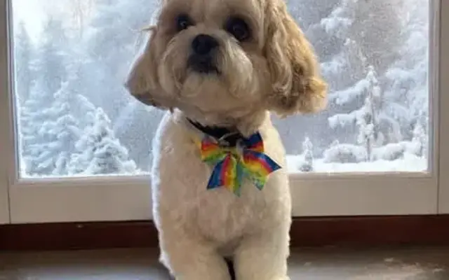 Pet Inn Grooming in Gainesville, FL