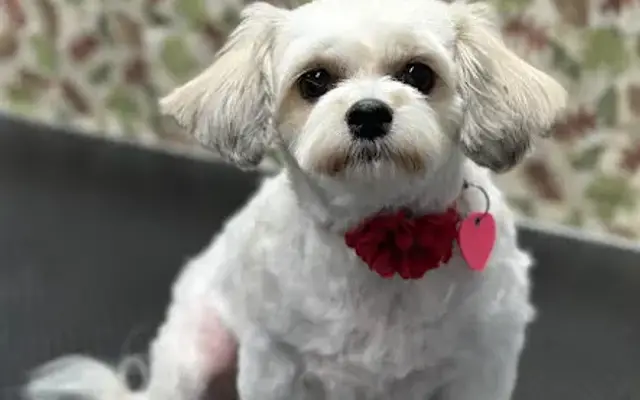 Peanuts Precious Paws Mobile Dog Grooming in Bakersfield, CA