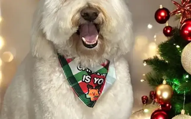 Happy pets LLC in Denham Springs, LA