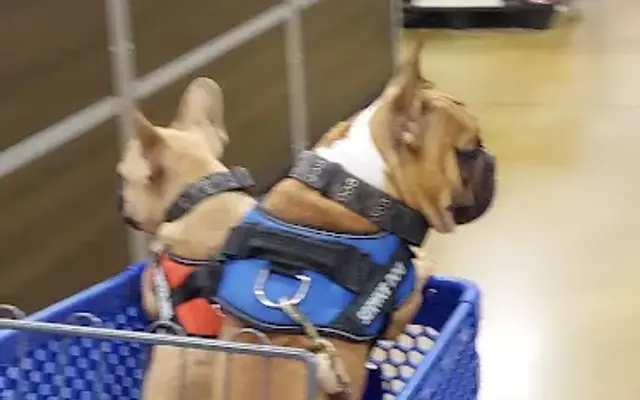 PetSmart Grooming in McAllen, TX
