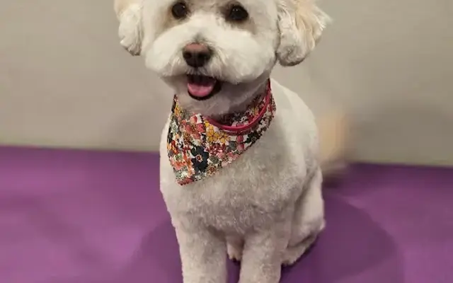 Totally Groomy Mobile Pet Salon in Fort Mill, SC