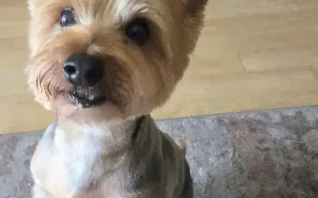 Moon Doggy's Grooming in Santa Monica, CA