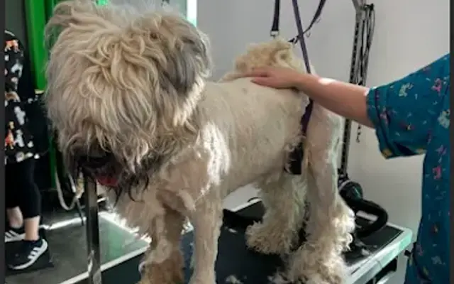 Pet Supplies Plus Forney Grooming in Forney, TX