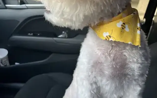Doggie Spa Day in Port Richey, FL