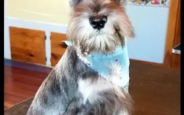 The Grooming Room in Brodhead, WI