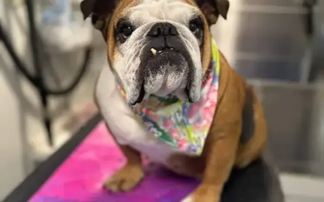 Pup Culture Mobile Grooming in Broomfield, CO