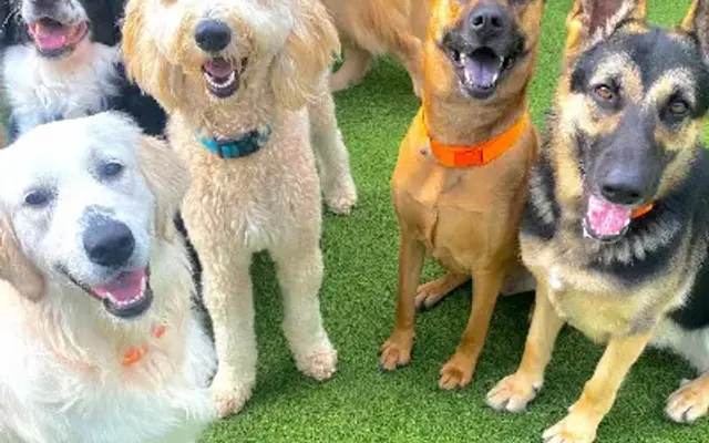 Puppy Haven - Smyrna in Smyrna, GA