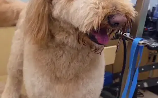 PawHaus Grooms in Amityville, NY
