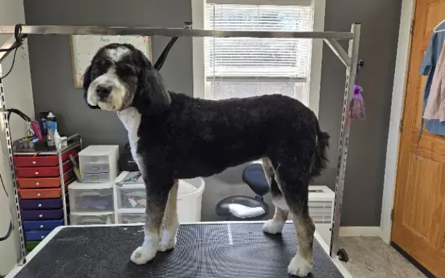 All Paws Dog Grooming in Heuvelton, NY