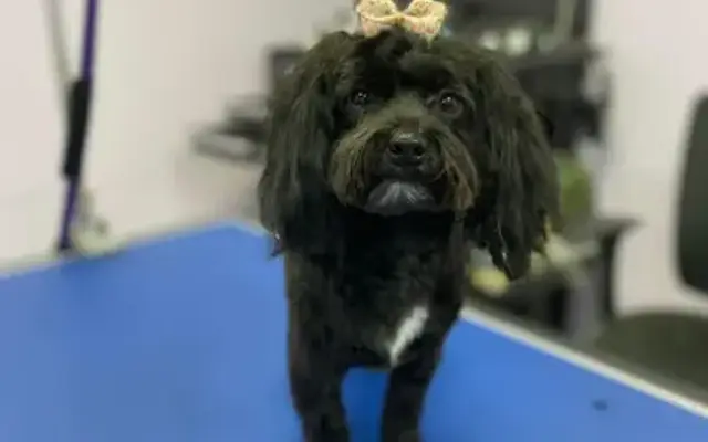 Golden Heart Pet Boarding and Grooming, LLC in Sevierville, TN