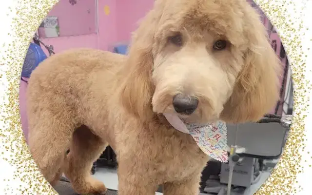 Fur Shine Pet Salon LLC in Hudson, FL