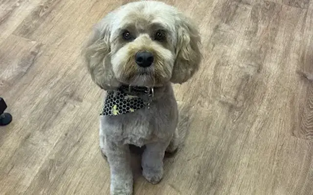The Boujee Dog LLC in Billerica, MA