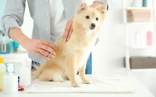 Best Friends Pet Salon in Sevierville, TN