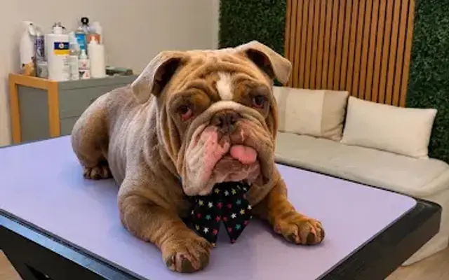 Mila’s grooming boutique in Walnut, CA