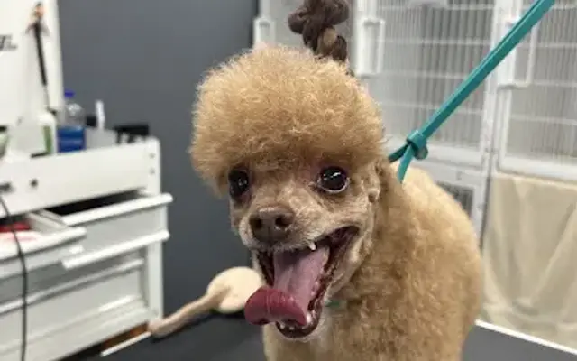 GOLDEN PAW GROOMING IN BEAUMONT in Beaumont, CA
