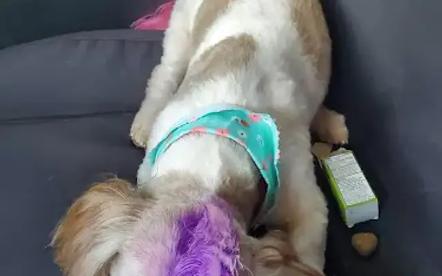 Doggie Stylez Pet Boarding and Grooming in Wills Point, TX