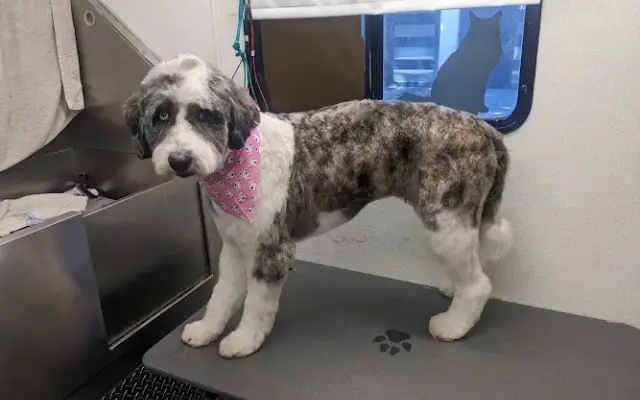 Birdie's Mobile Grooming in Phoenix, AZ