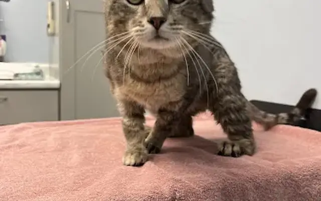 VCA Feist Animal Hospital in St Paul, MN