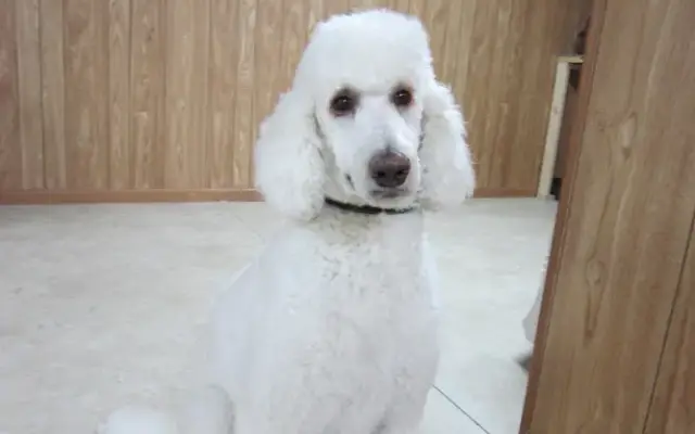 Two Paws Pet Salon in Paw Paw, MI