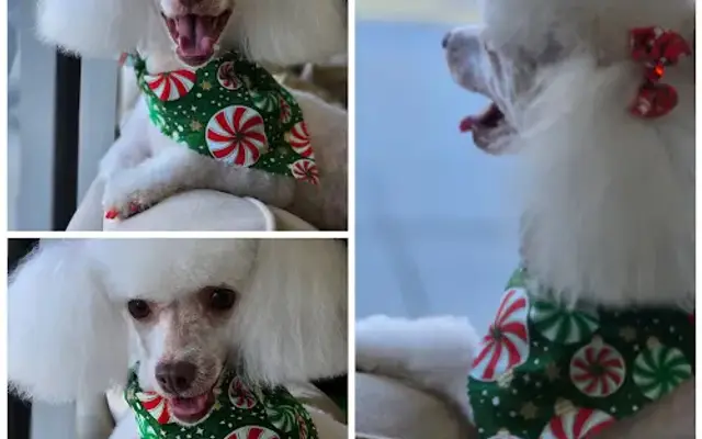 Muttlee Crew Pet Care Pet Grooming for Dogs and Cats in Kissimmee, FL