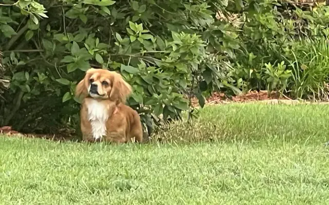 Sam's Kamp K-9 in Youngsville, LA
