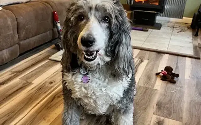 Popas Pet Parlor in Jamestown, TN