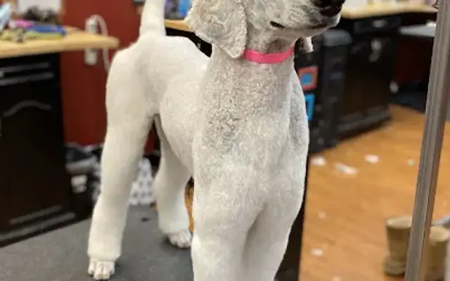 Zen Spaw Fur Dogs in Montgomery, IL