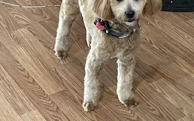 Tailwaggers in Republic, MO