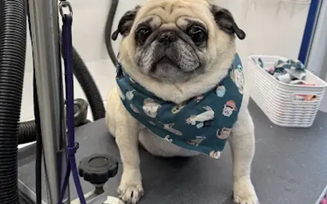 Soggy Pawz Pet Spawz in Superior, CO