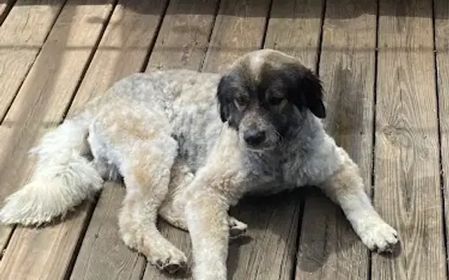Waggamuffins Grooming in Walnut, MS