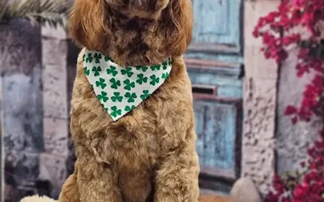 Barks & Bows Dog Grooming LLC in Port Orchard, WA