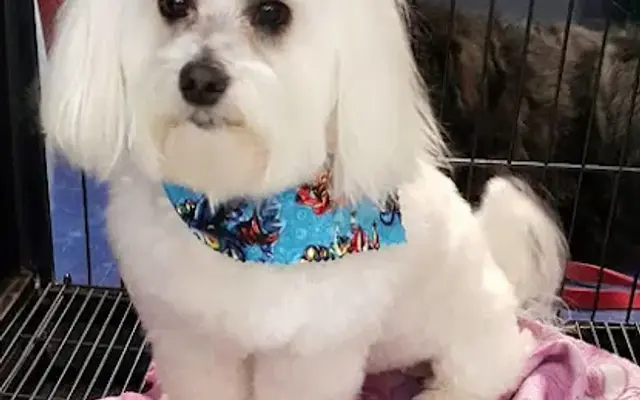 Karen's Pampered Pups in Longview, TX