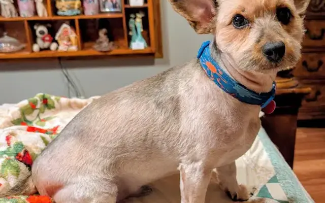 Neal Dog Grooming Salon in Mandeville, LA