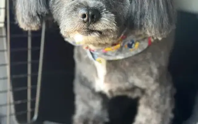 The Grooming Garage in Los Angeles, CA