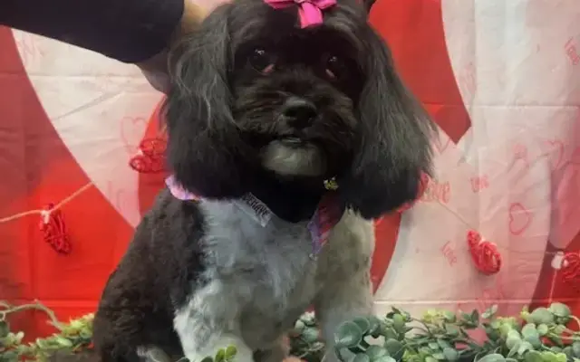 Pet Supplies Plus Garfield Heights Grooming in Garfield Heights, OH
