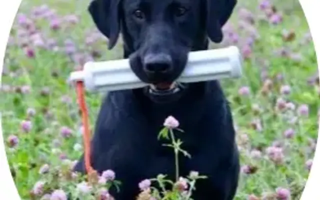 Allen Creek K9 Retreat and Training in Fort Atkinson, WI