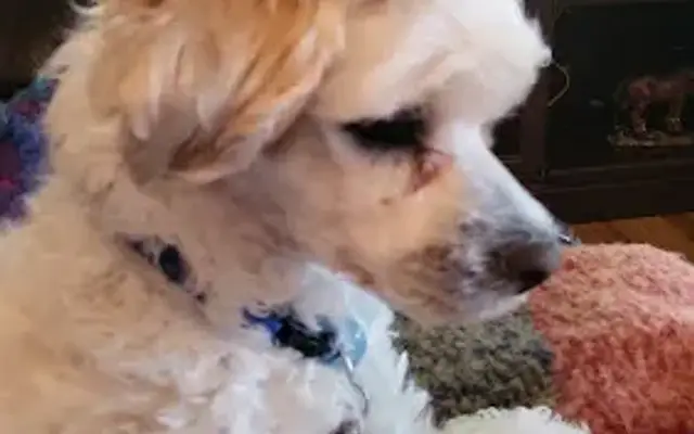 Pampered Pets Boutique in Eden, NC