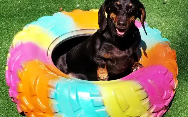 Country Tails Grooming & Boarding in Malvern, AR
