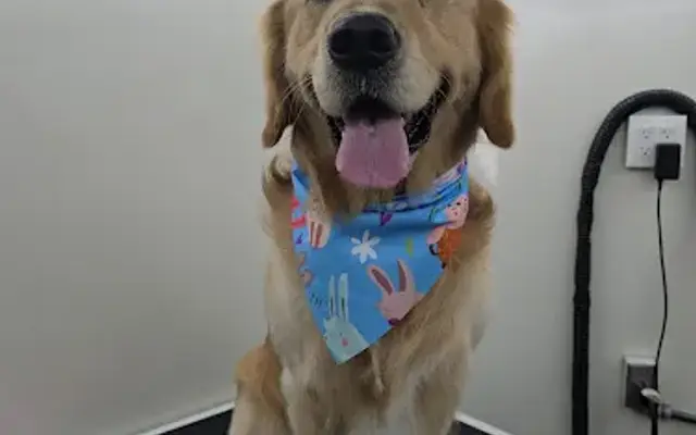 PARK N BARK MOBILE DOG GROOMING ZEPHYRHILLS in Dade City, FL