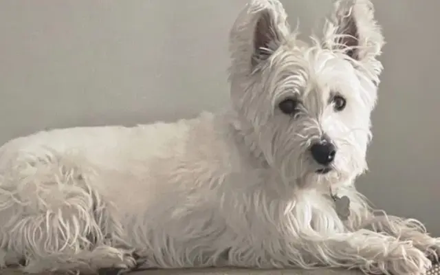 Snuggle Paws in Van Nuys, CA