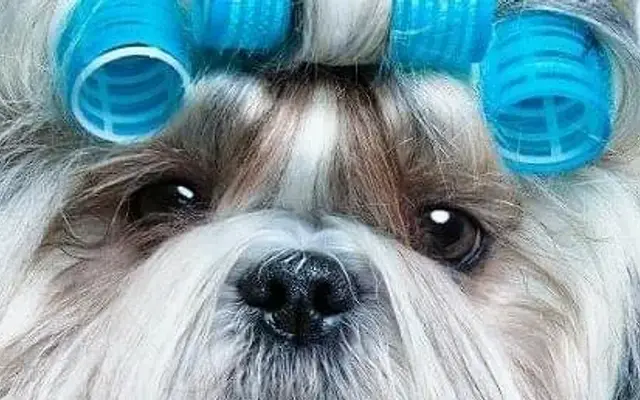Canine Design Pet Grooming in Oak Grove, MO